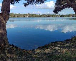 Things to see – Lake Ainsworth Lennox Head lake-ainsworth-15-1500